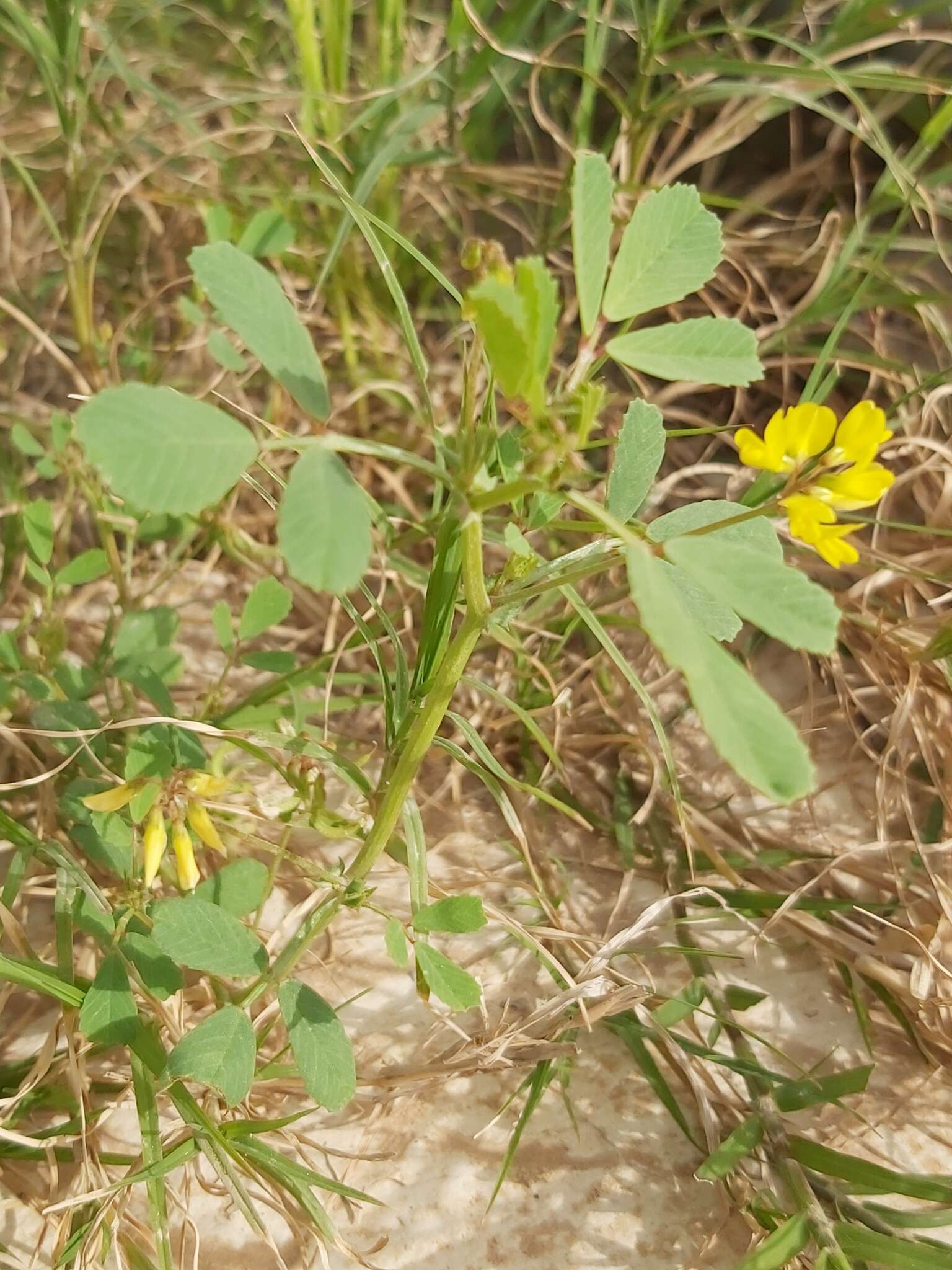 Image de Trigonella glabra Thunb.