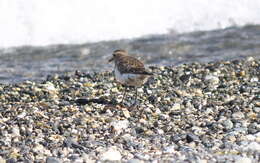 Image of Rufous-chested Dotterel