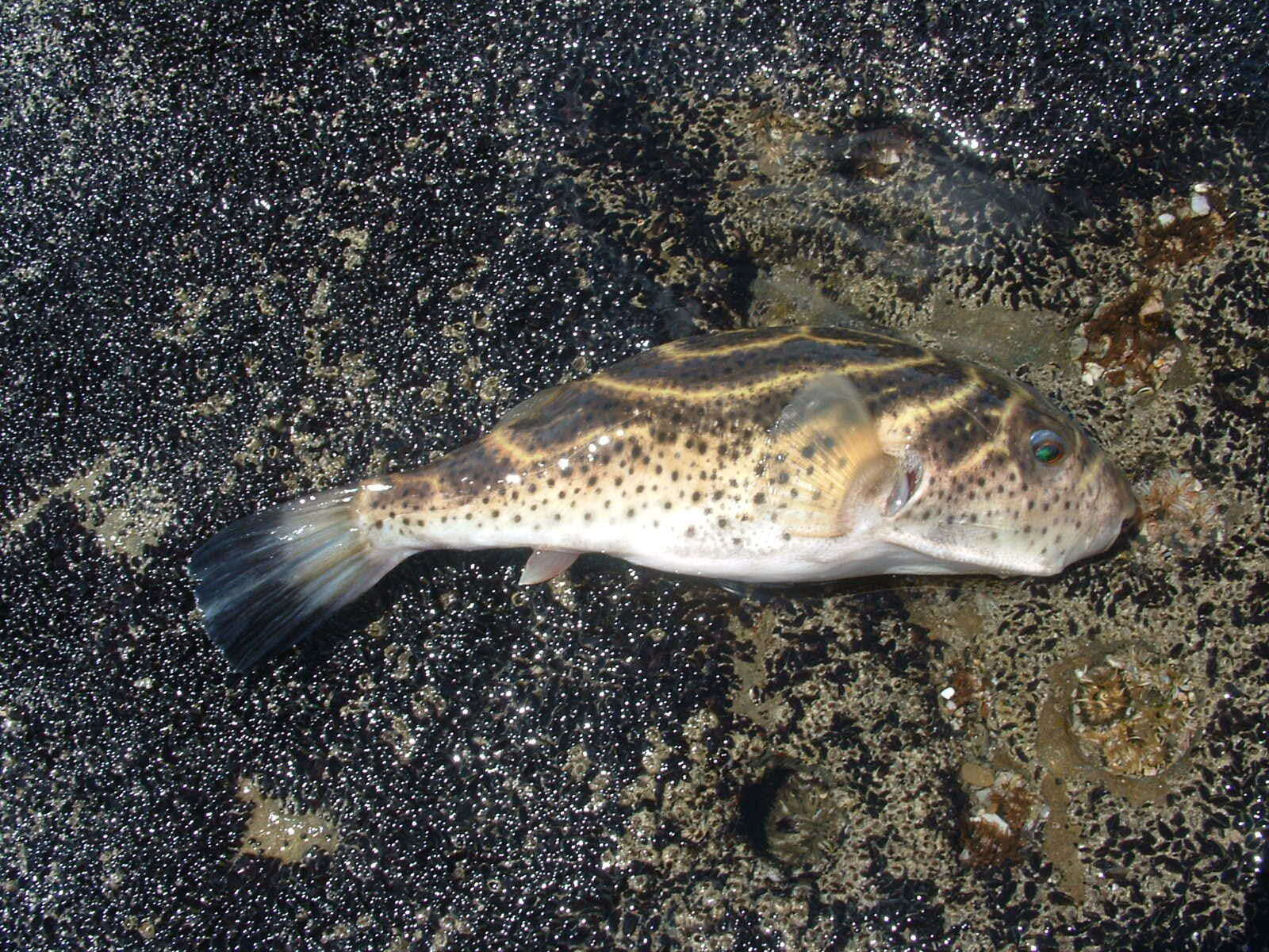 Image of Bullseye Puffer