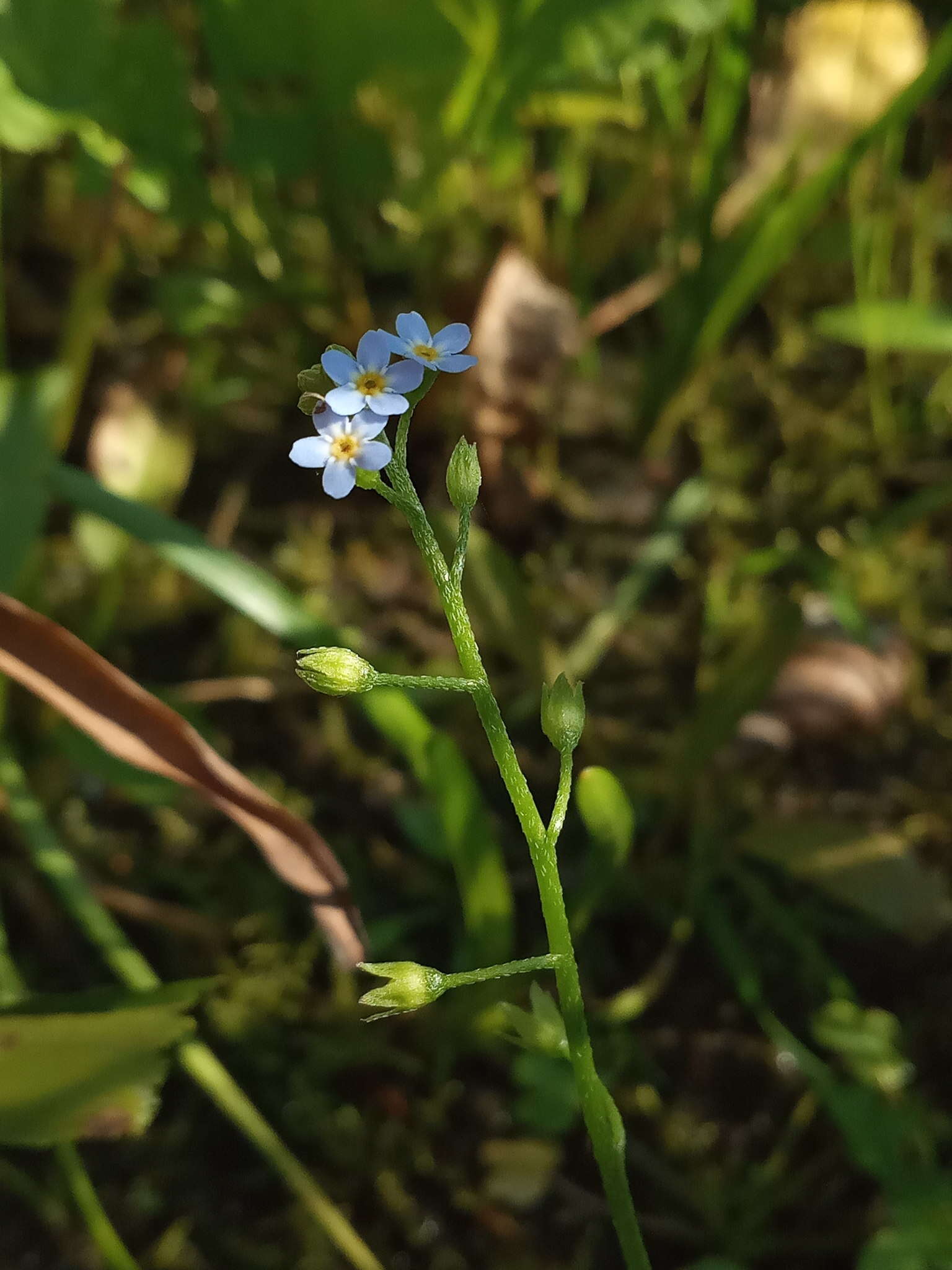 Слика од Myosotis laxa subsp. cespitosa (C. F. Schultz) Nordh.