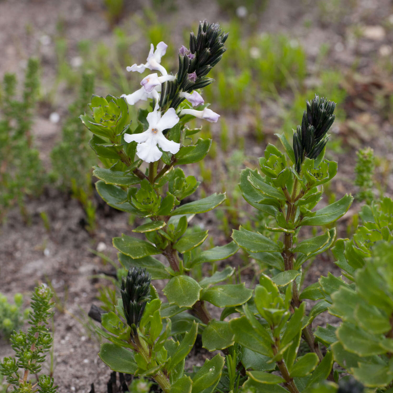 Image of Chascanum cernuum (L.) E. Mey.