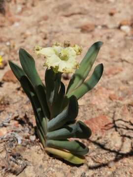 Image of Ferraria brevifolia G. J. Lewis