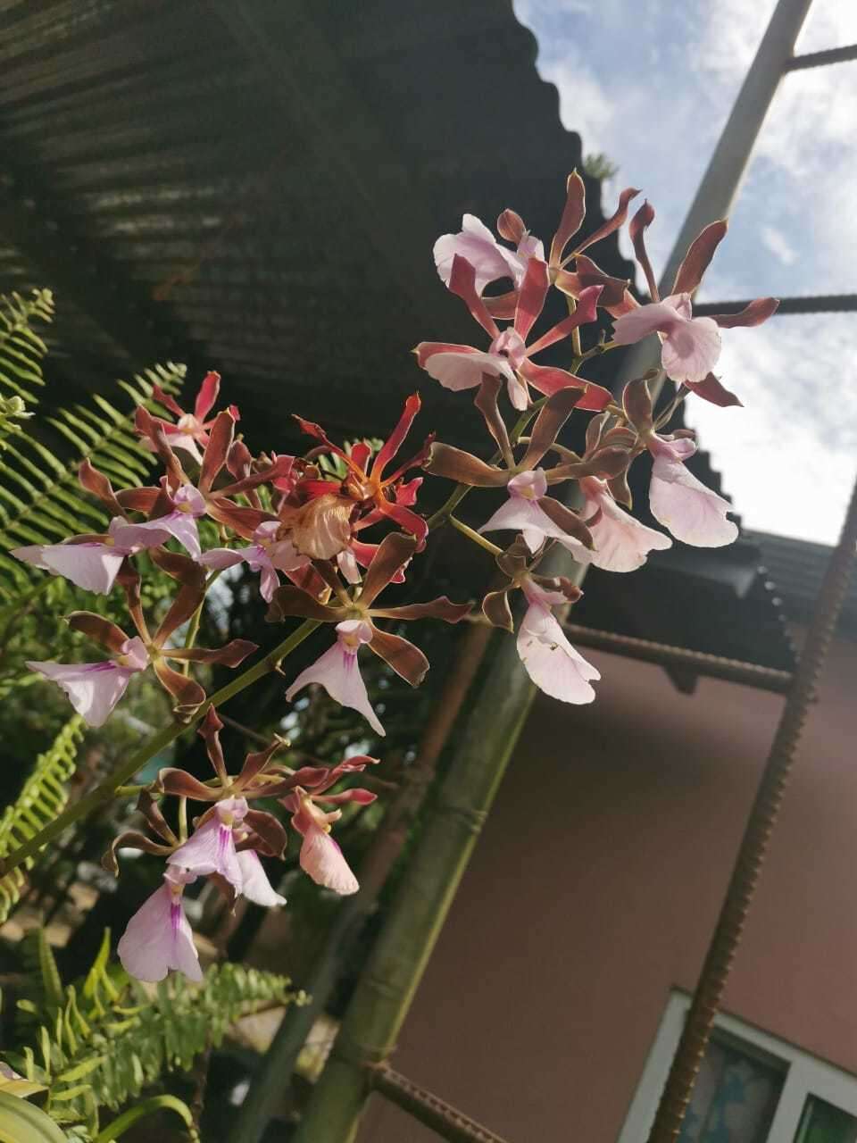 Image of Encyclia cordigera (Kunth) Dressler