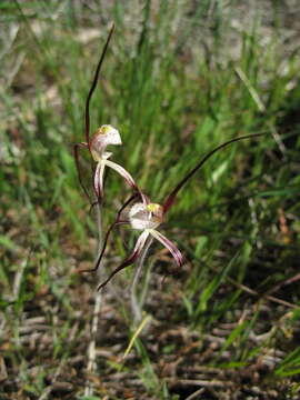 Image of Caladenia denticulata subsp. rubella A. P. Br. & G. Brockman