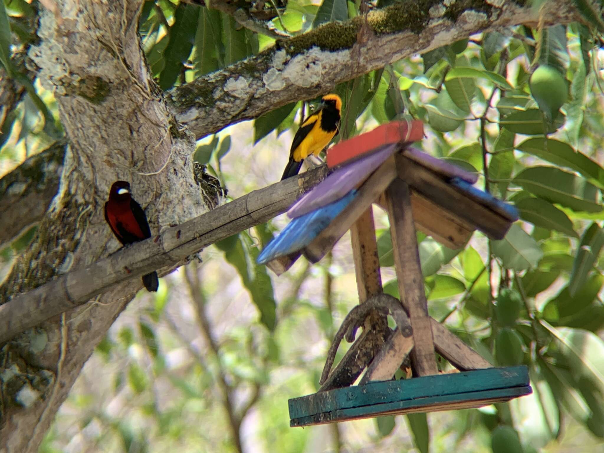 Icterus auricapillus Cassin 1848 resmi