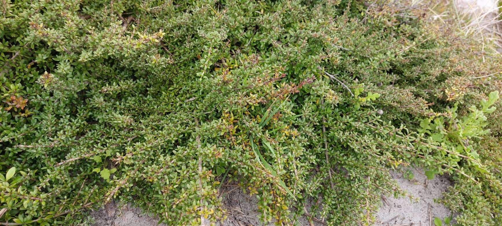 Image of Coprosma propinqua var. latiuscula Allan