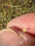 Image of Wetherill's buckwheat