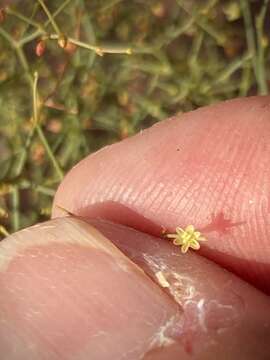 Image of Wetherill's buckwheat