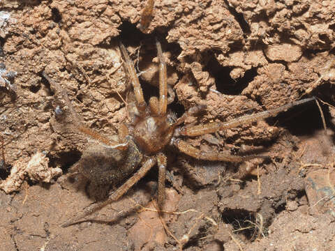 Image of Pterotricha lentiginosa (C. L. Koch 1837)