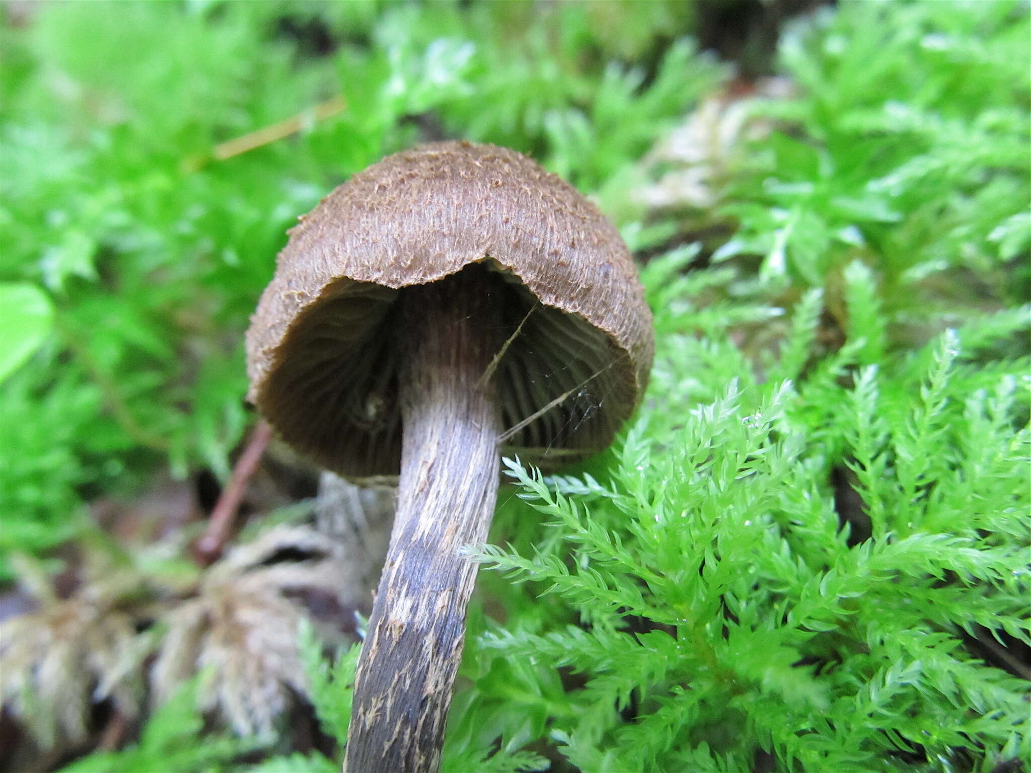 Image of Inosperma calamistratum