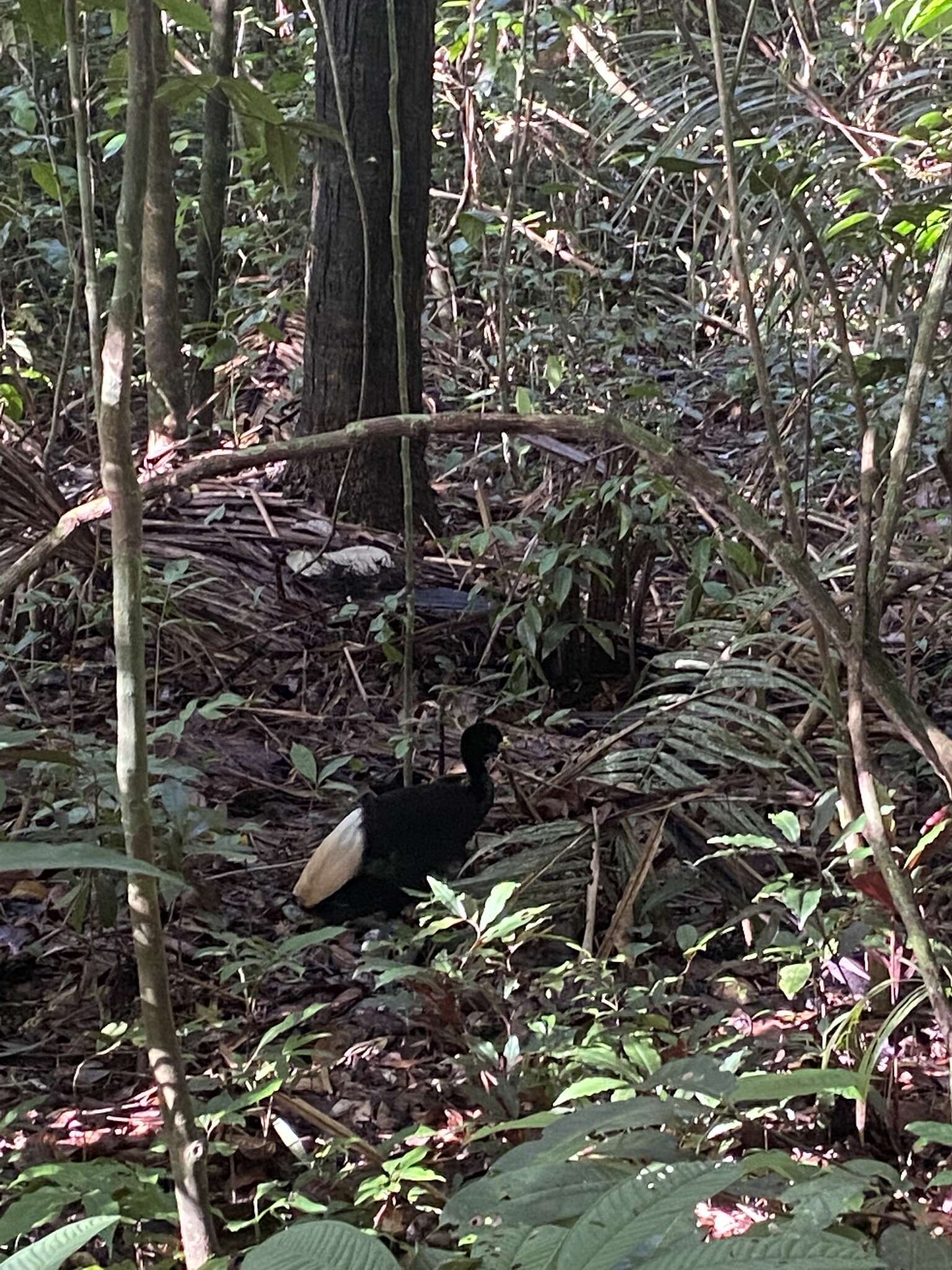 Image of Pale-winged Trumpeter