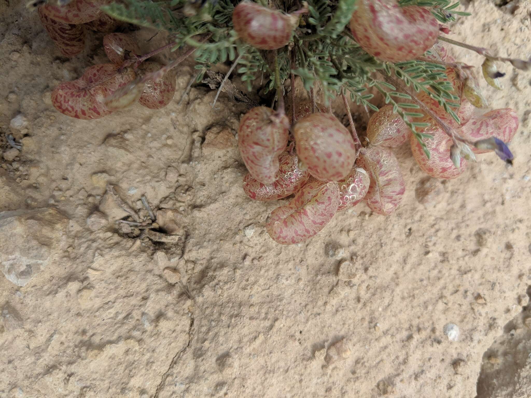 Sivun Astragalus jejunus S. Wats. kuva