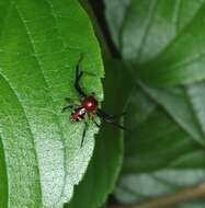 Image of Brown Flower Spider