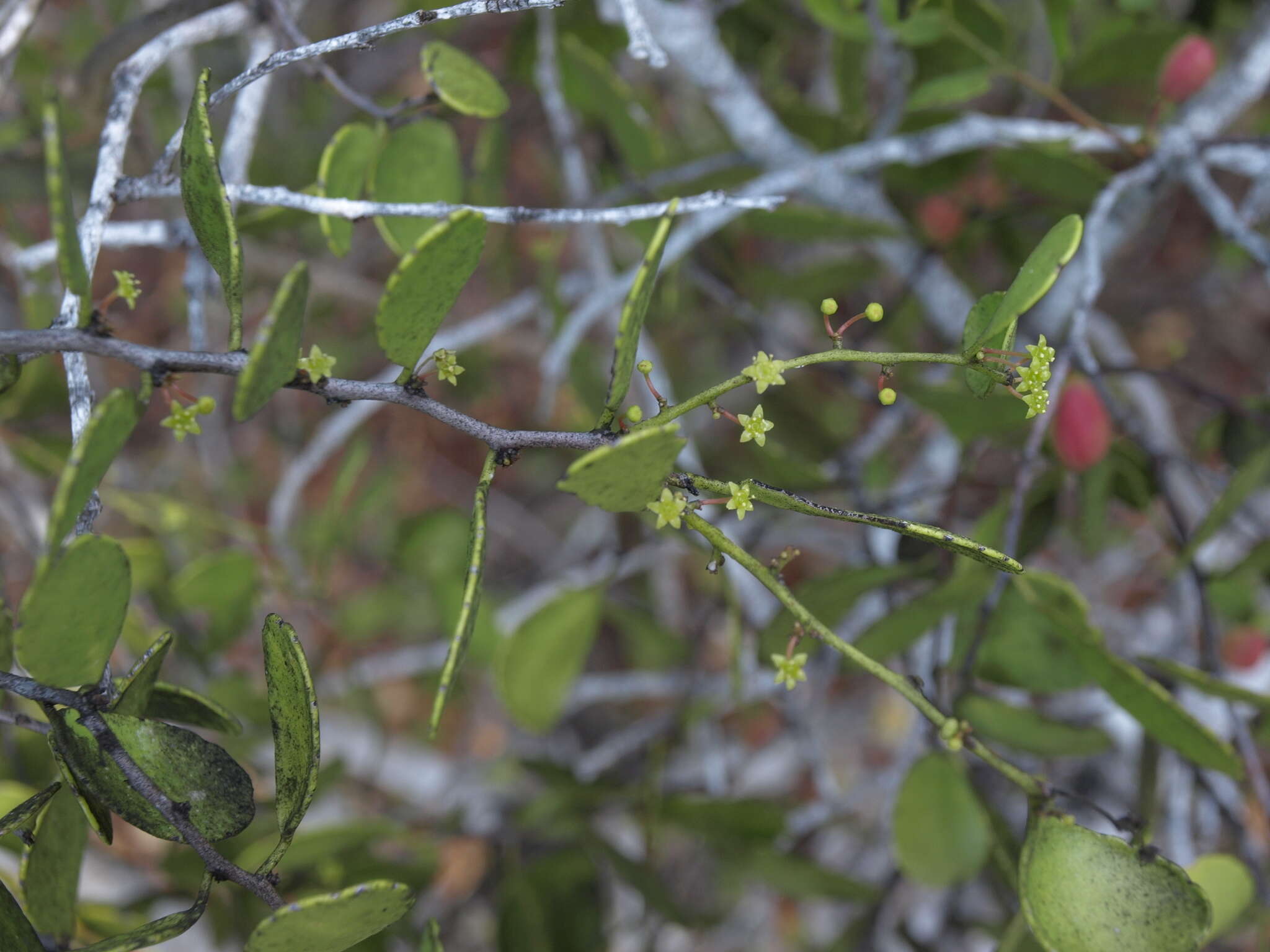 Imagem de Tricerma octogonum (L)