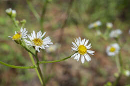 Image de Erigeron vernus (L.) Torr. & A. Gray