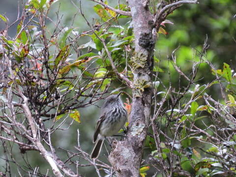 Image of Juan Fernandez Tit-Tyrant