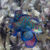 Image of Mandarinfish