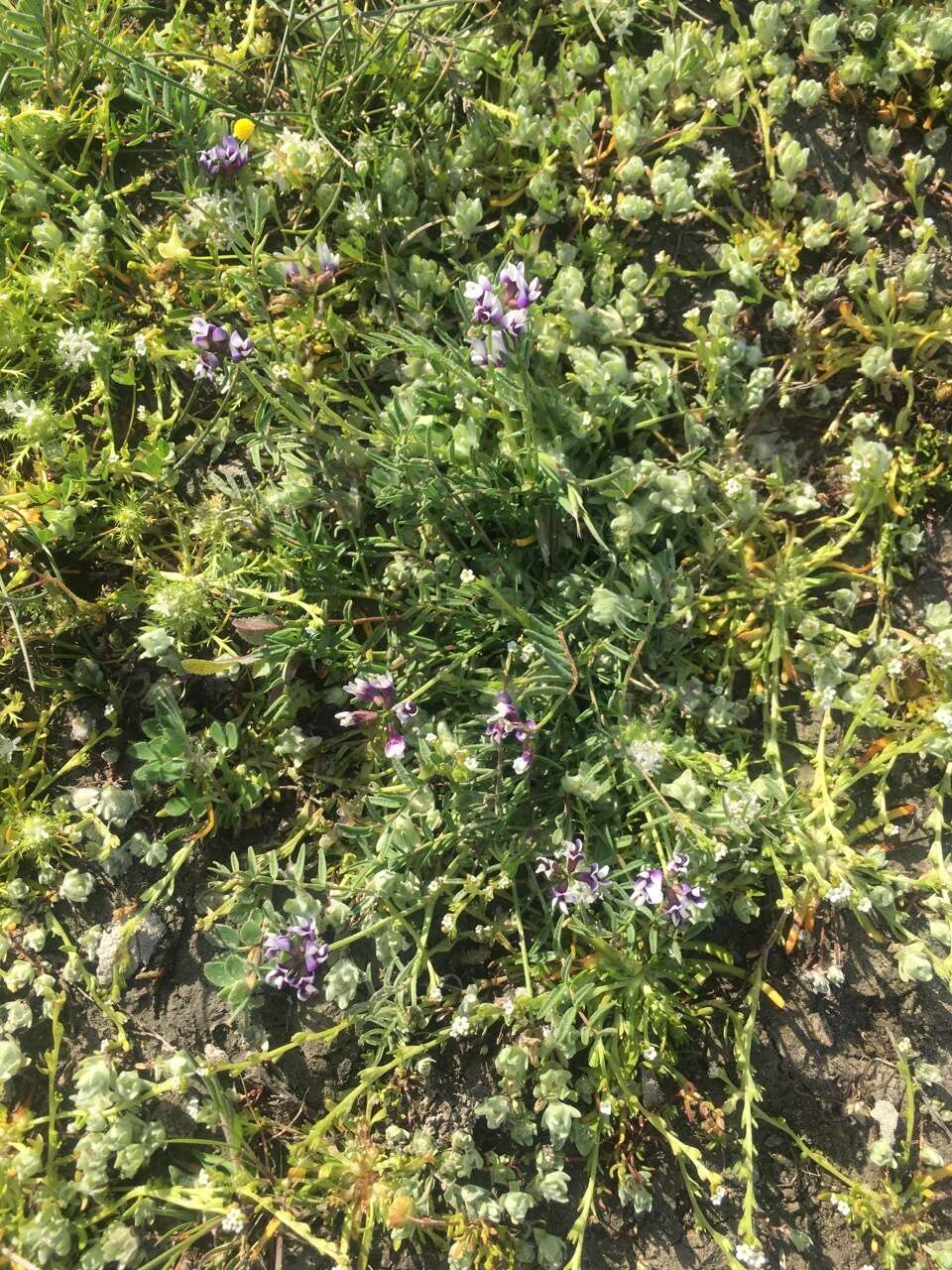 Image of Astragalus tener var. tener