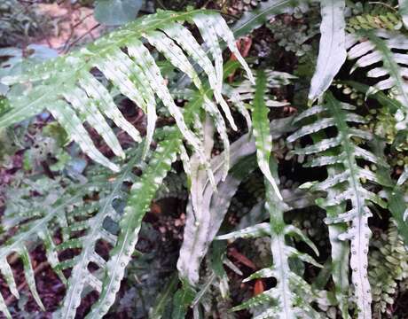 Phymatosorus scandens (G. Forst.) Pic. Serm. resmi