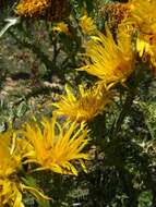 Image of Scolymus grandiflorus Desf.