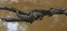 Image of Atlantic Saltmarsh Snake