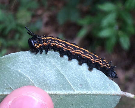 Image of Orange-tipped oakworm moth