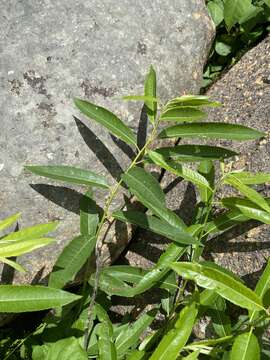 Imagem de Salix sericea Muhl.