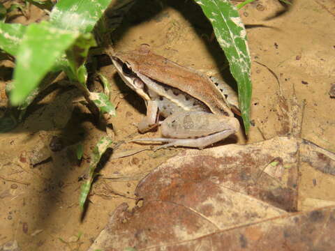 Image of Leptodactylus elenae Heyer 1978