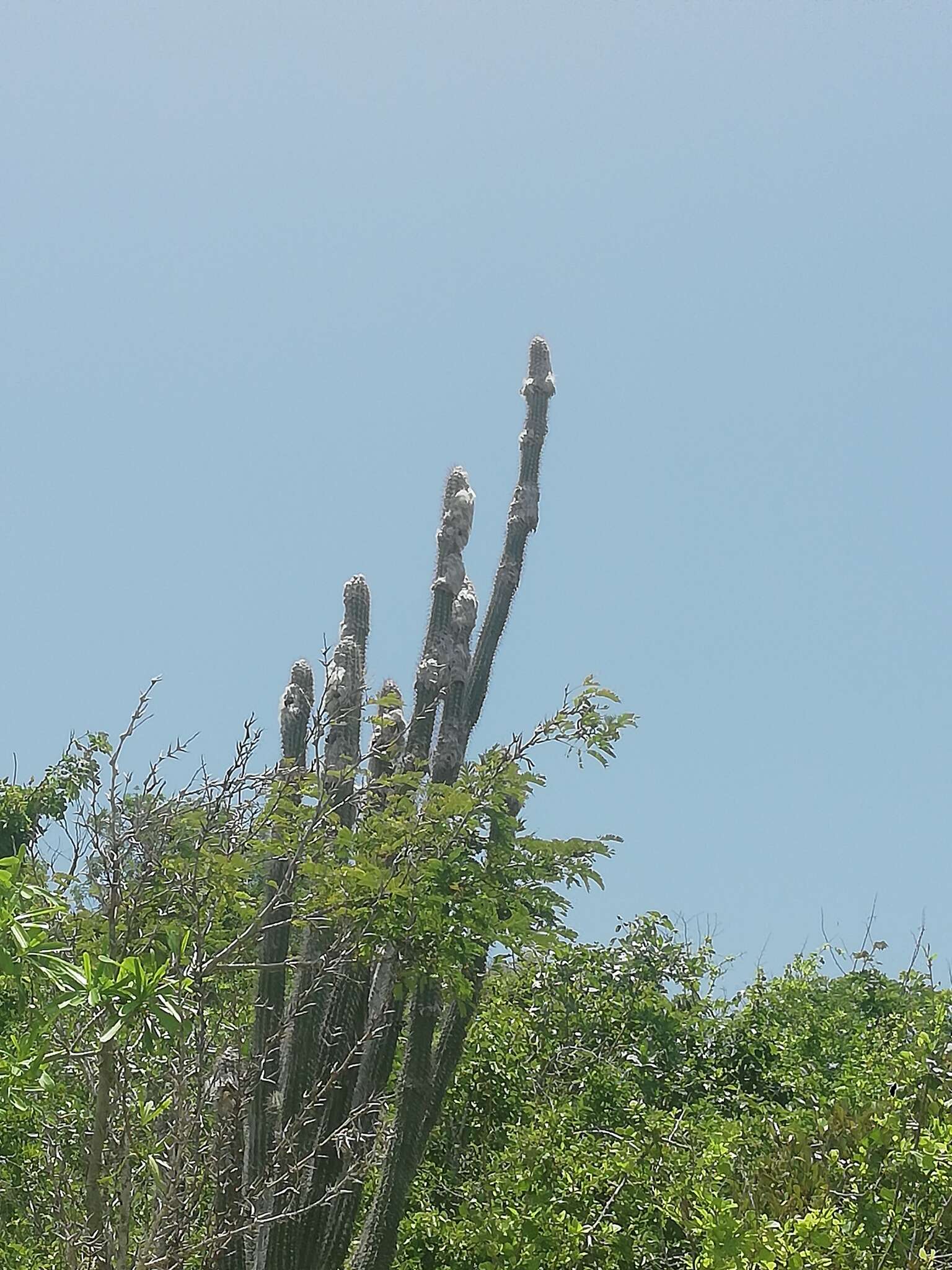 Image of Pilosocereus collinsii (Britton & Rose) Byles & G. D. Rowley