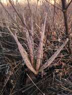 صورة Ceropegia lutea subsp. lutea