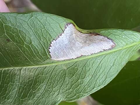 Sivun Caloptilia sebastianiella (Busck 1900) kuva