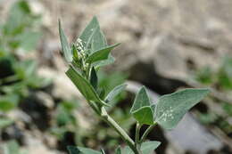 Image of Chenopodium sosnowskyi Kapeller