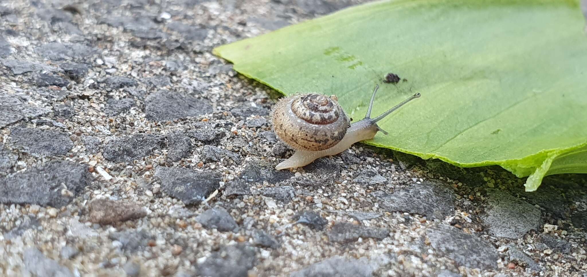 Imagem de Ashfordia granulata (Alder 1830)