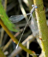 Image of Spotted Spreadwing