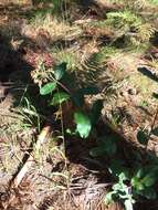 Image of mahogany milkweed