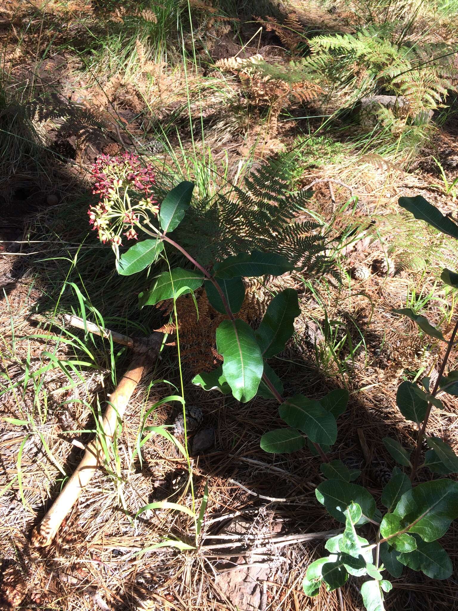 Image of mahogany milkweed