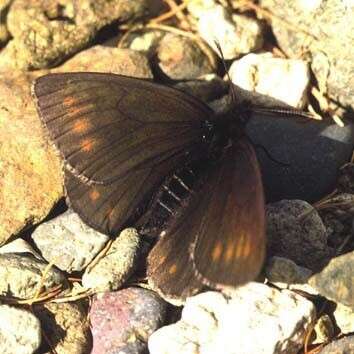 Image of Erebia anyuica Kurentzov 1966