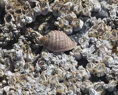 Image of Dog whelk