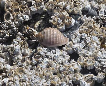 Image of Dog whelk