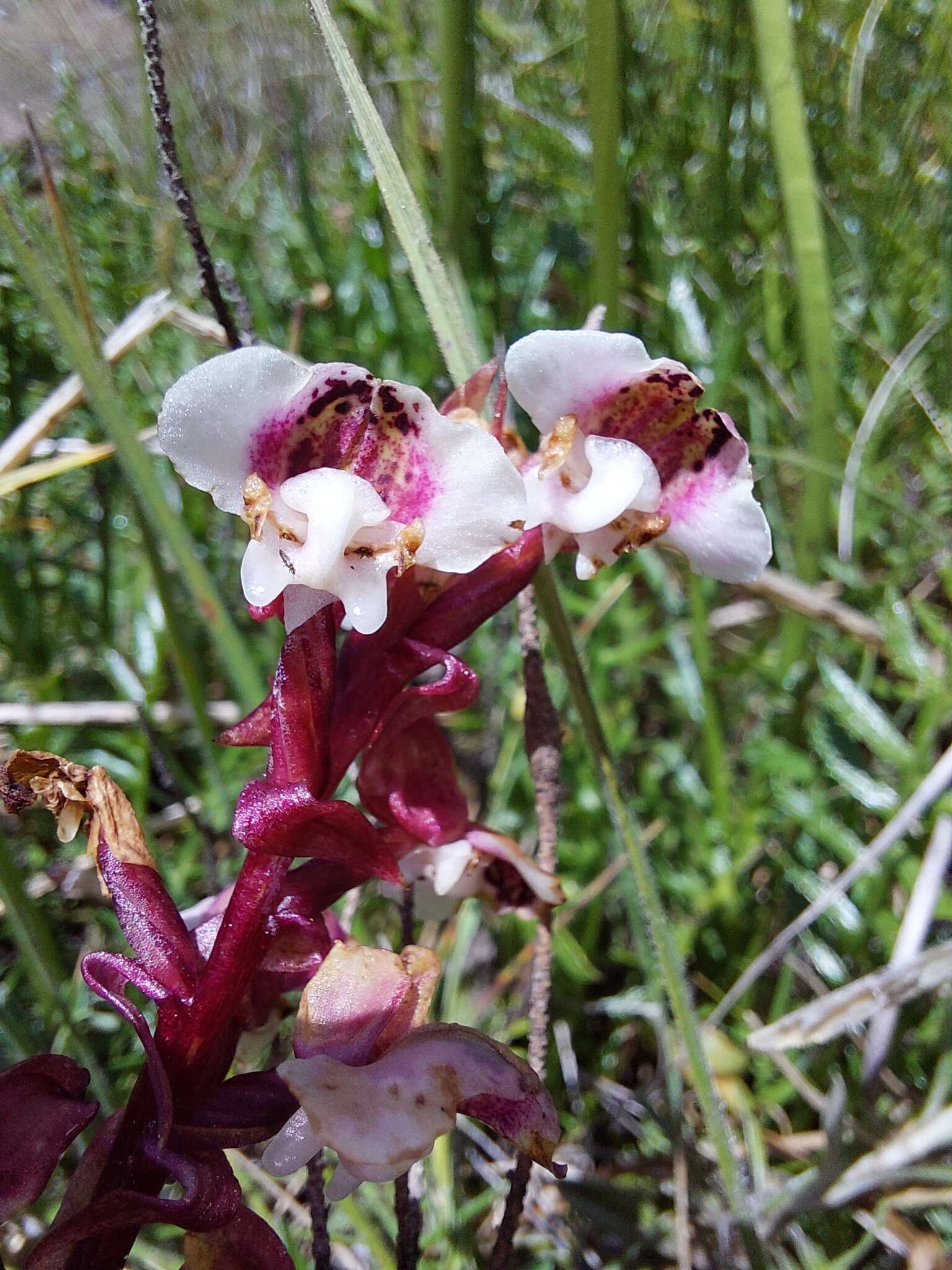 Pterygodium cooperi Rolfe resmi