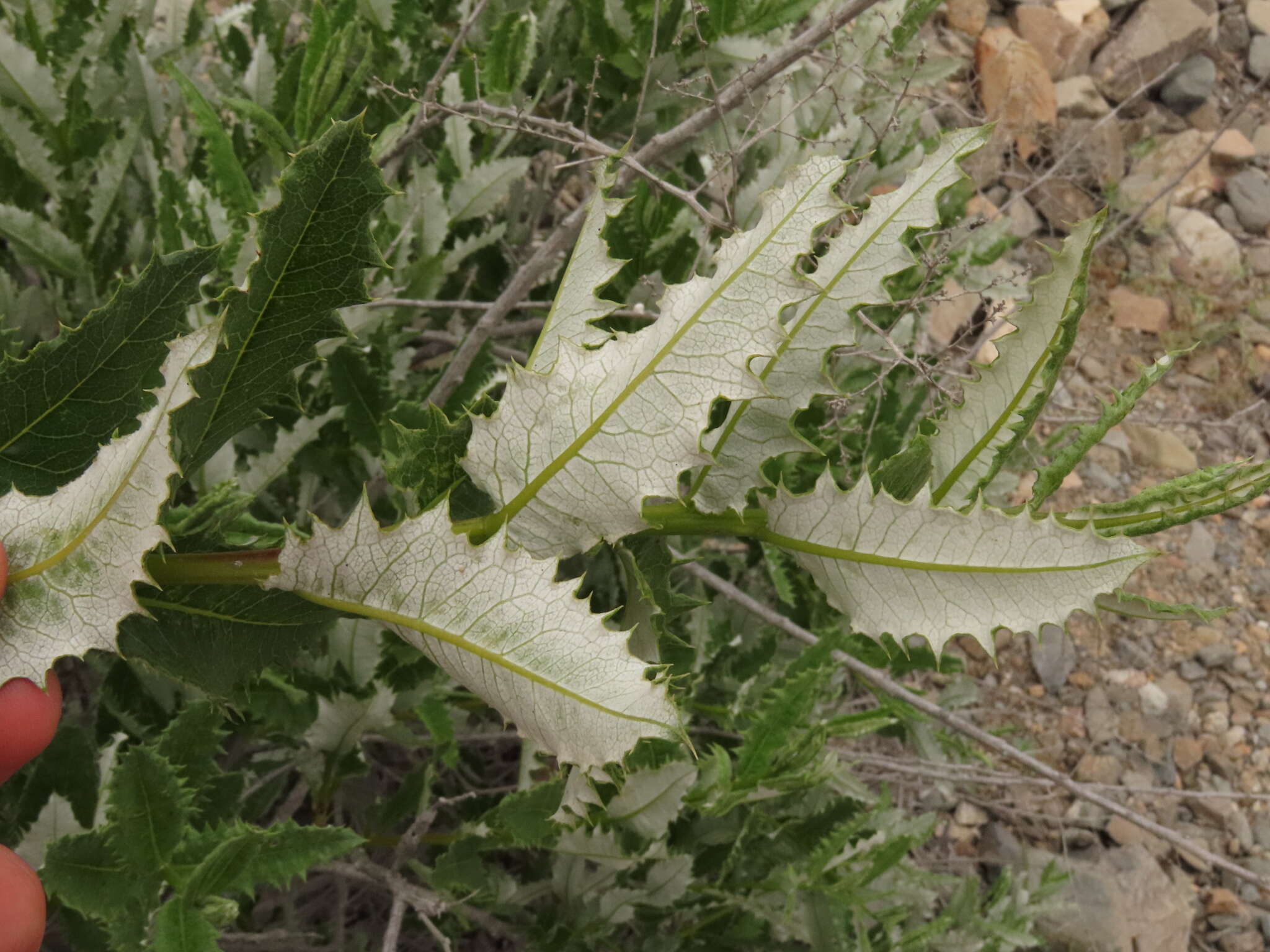 Image of Spinoliva ilicifolia (Hook. & Arn.) G. Sancho