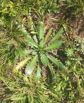 Image de Eryngium nudicaule Lam.