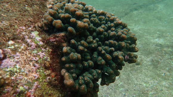 Image of Pocillopora aliciae Schmidt-Roach, Miller & Andreakis 2013