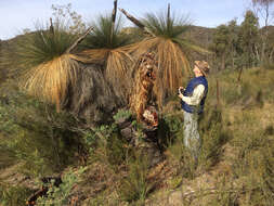 Image of Xanthorrhoea glauca subsp. angustifolia D. J. Bedford