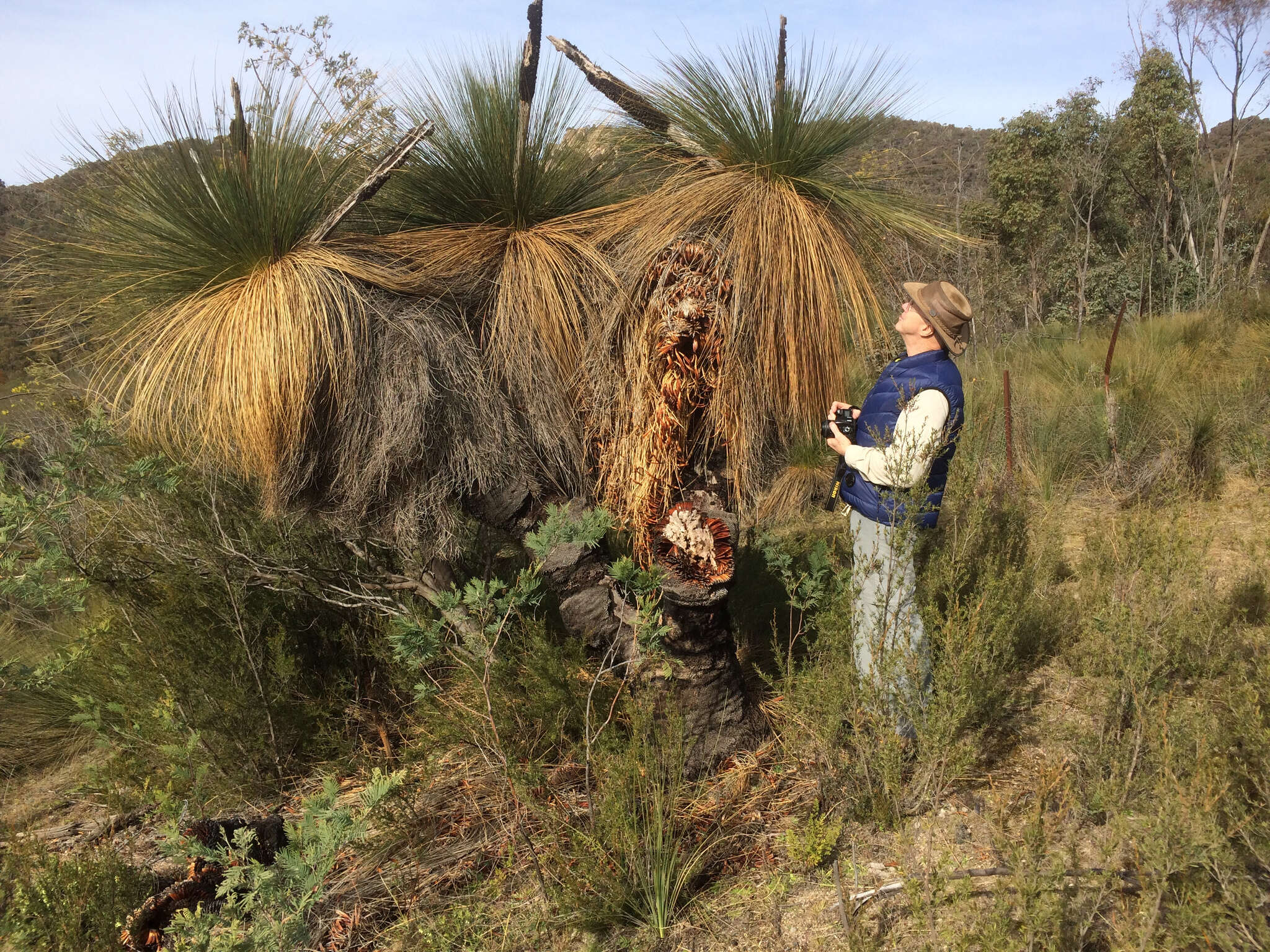 Image of Xanthorrhoea glauca subsp. angustifolia D. J. Bedford