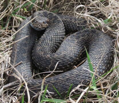 Image of Vipera renardi (Christoph 1861)