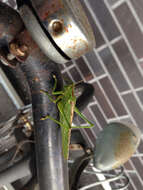 Image of Great green bushcricket