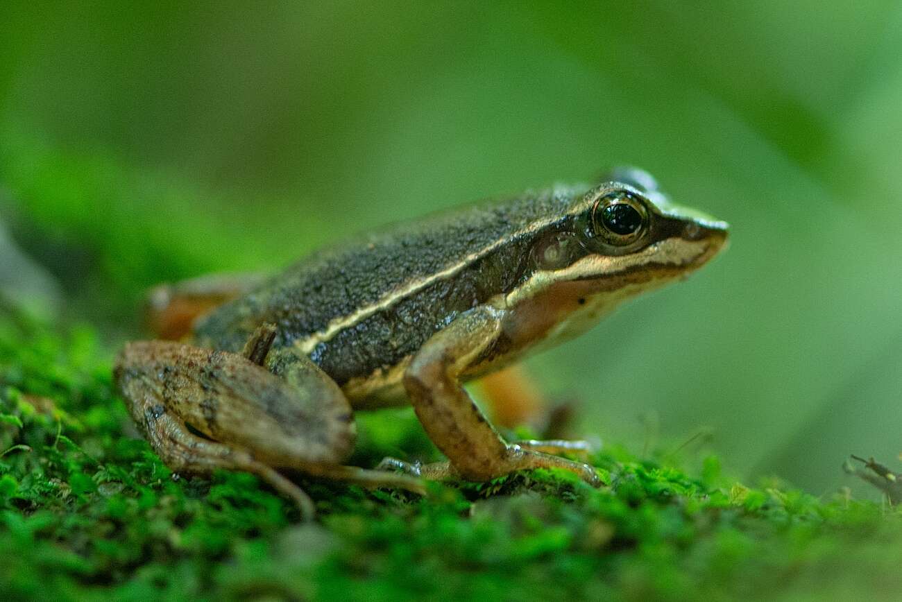 Image of Hylodes caete Malagoli, de Sá, Canedo & Haddad 2017