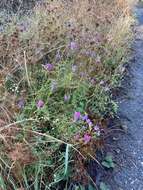 Image of annual checkerbloom