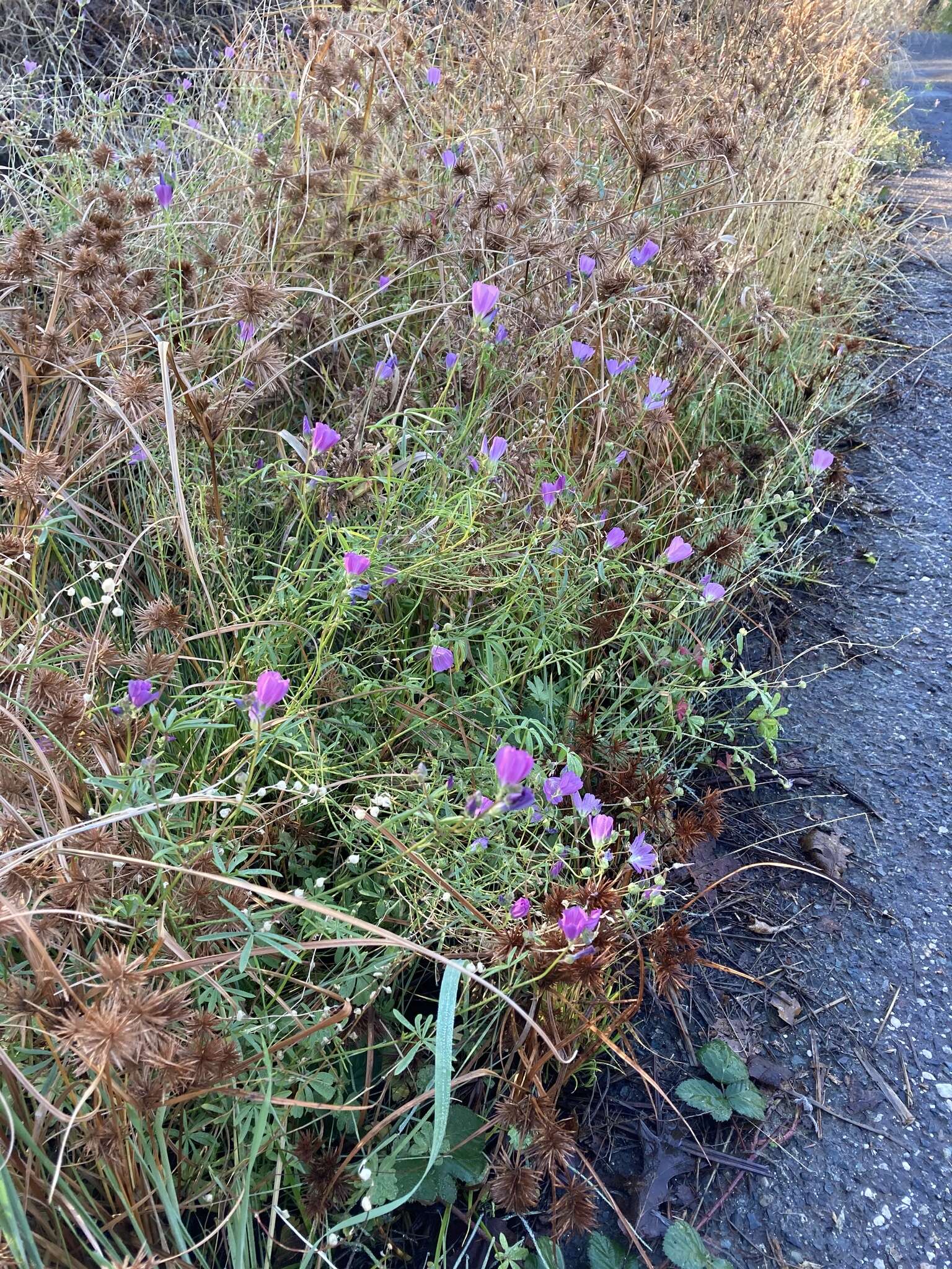 Image of annual checkerbloom